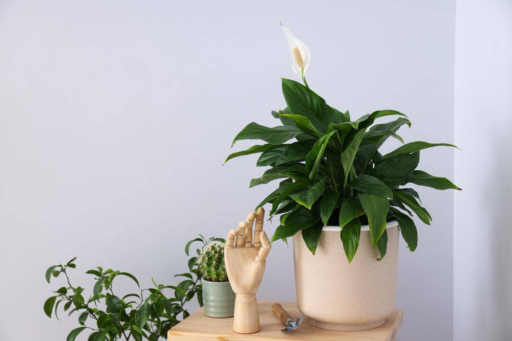 ilustrasi tanaman peace lily (freepik.com/atlascompany)