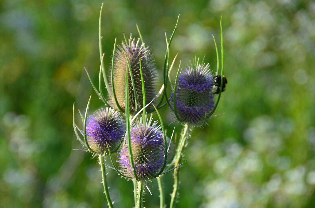 ilustrasi teasel liar