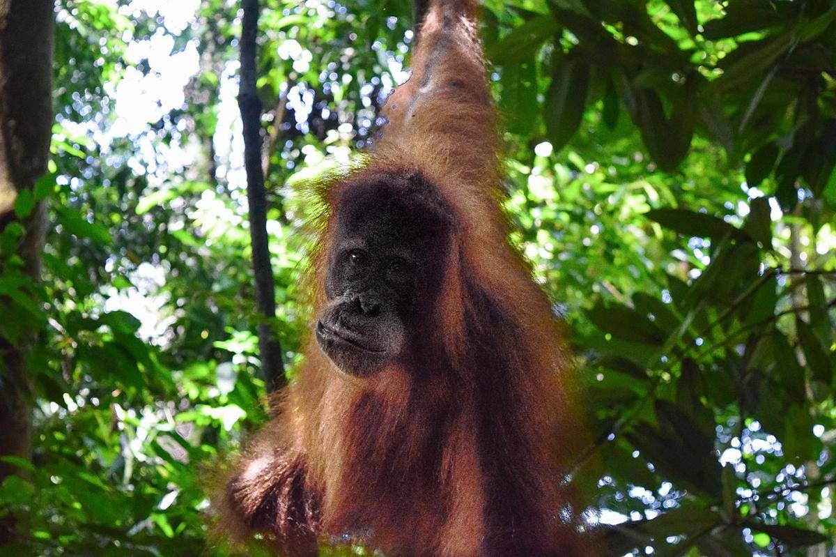 Orangutan Tapanuli