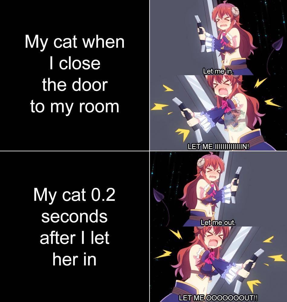 meme anime tentang kucing