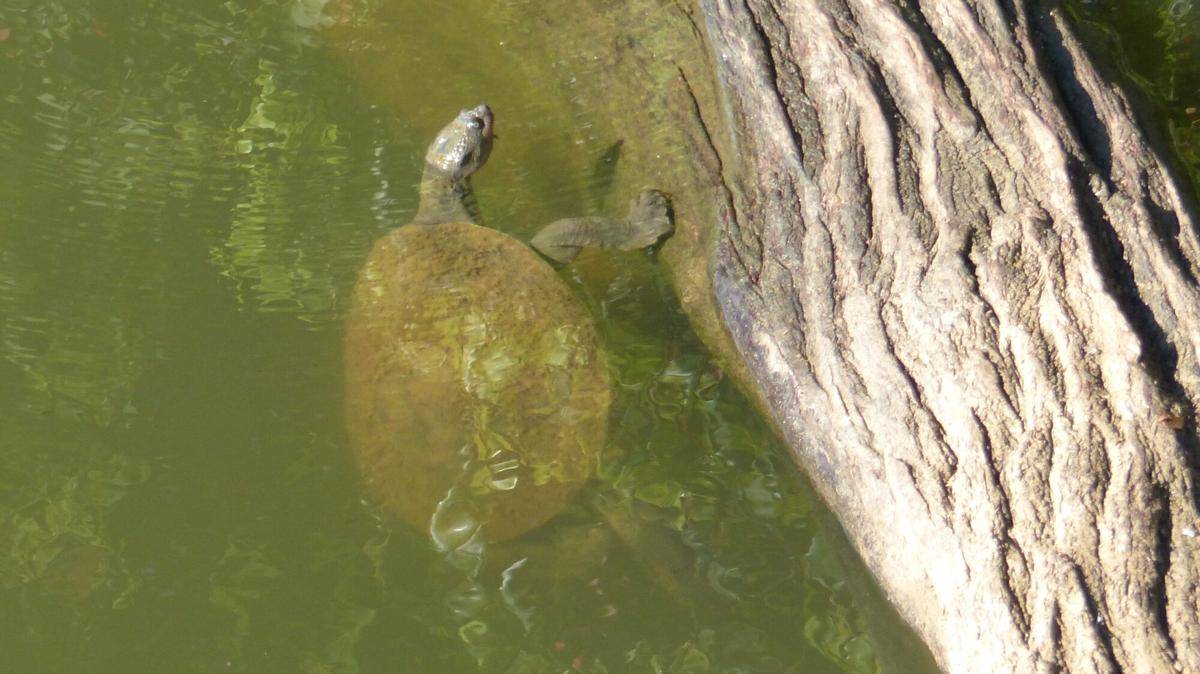 Mary River Turtle