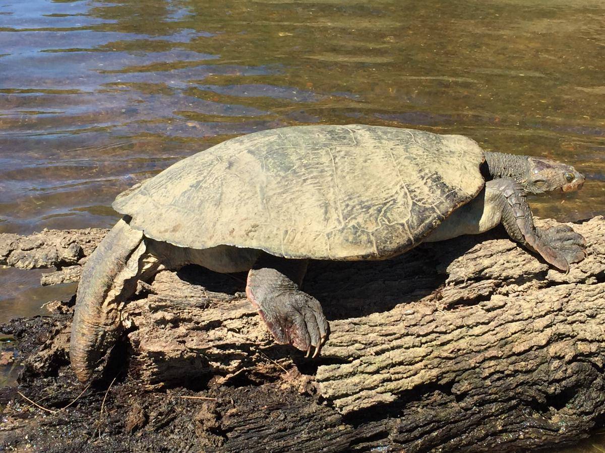 Mary River Turtle