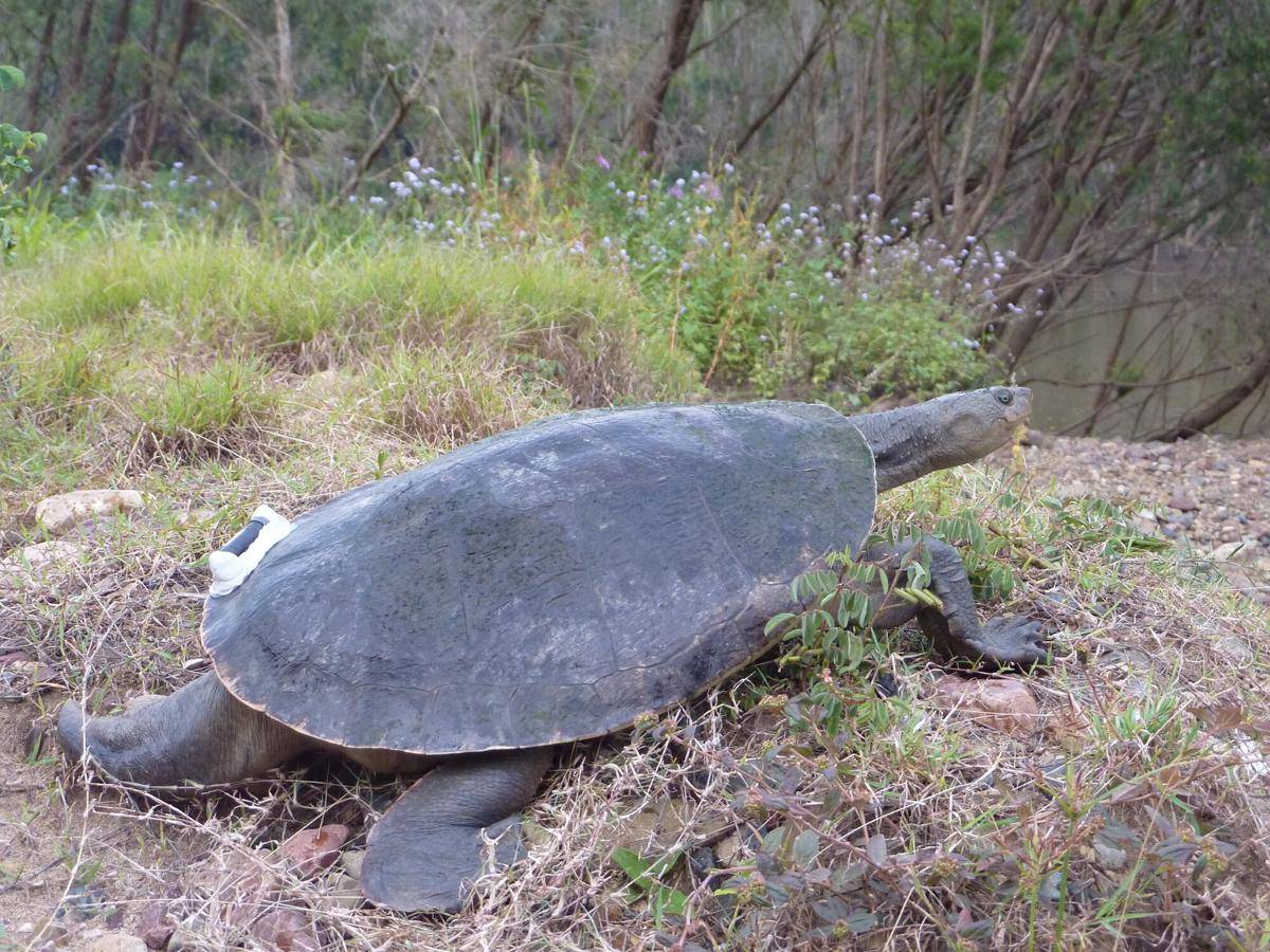 Mary River Turtle