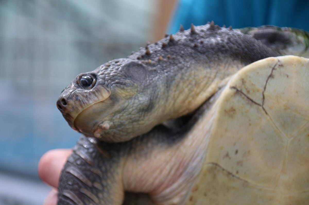 Mary River Turtle