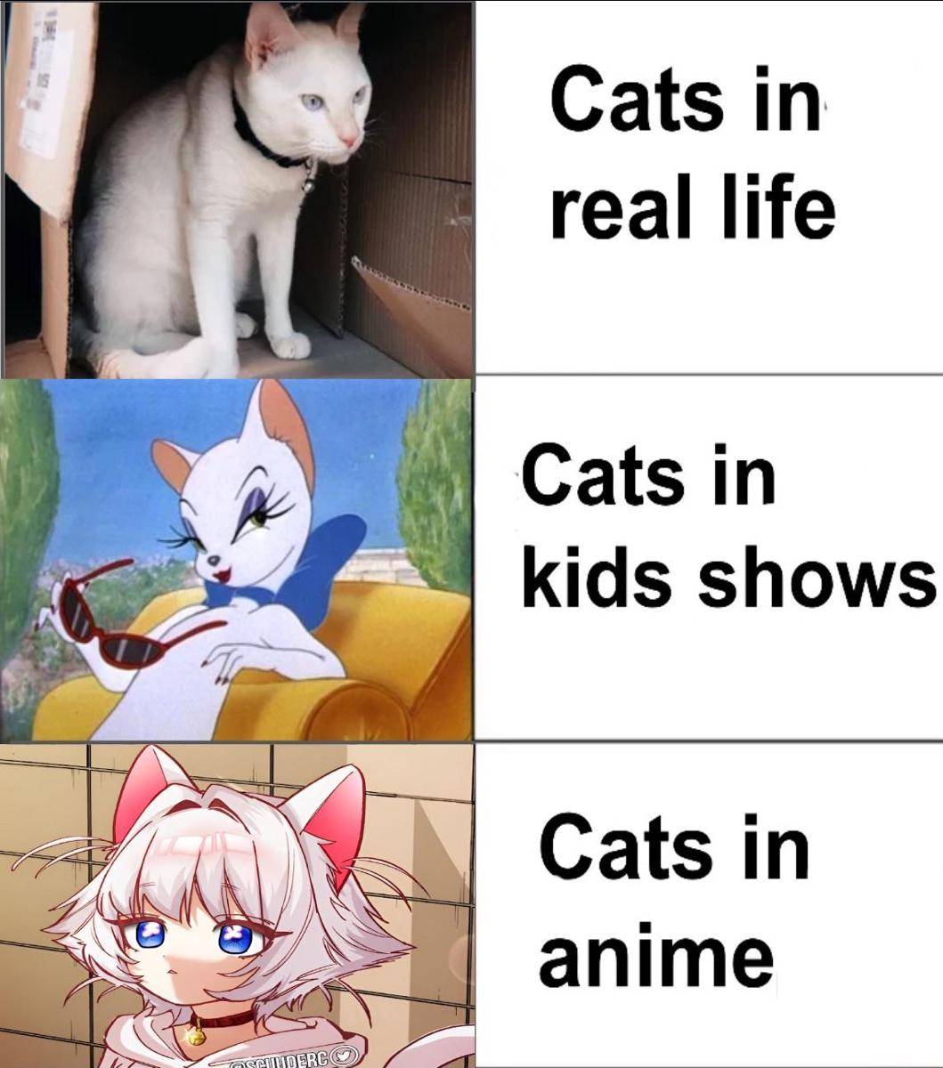 meme anime tentang kucing
