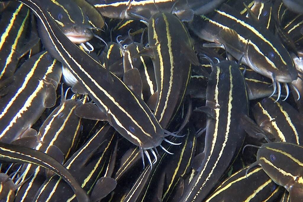 ikan sembilang (commons.wikimedia.org/Susan Prior)