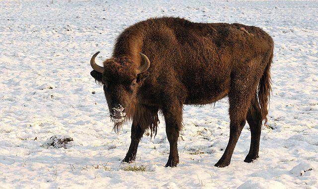 ilustrasi bison Amerika (commons.wikimedia/Michael Gäbler)