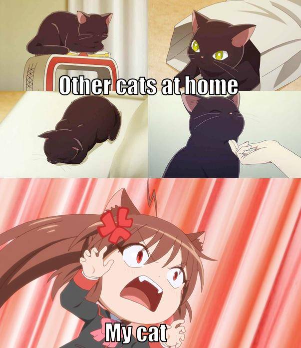 meme anime tentang kucing