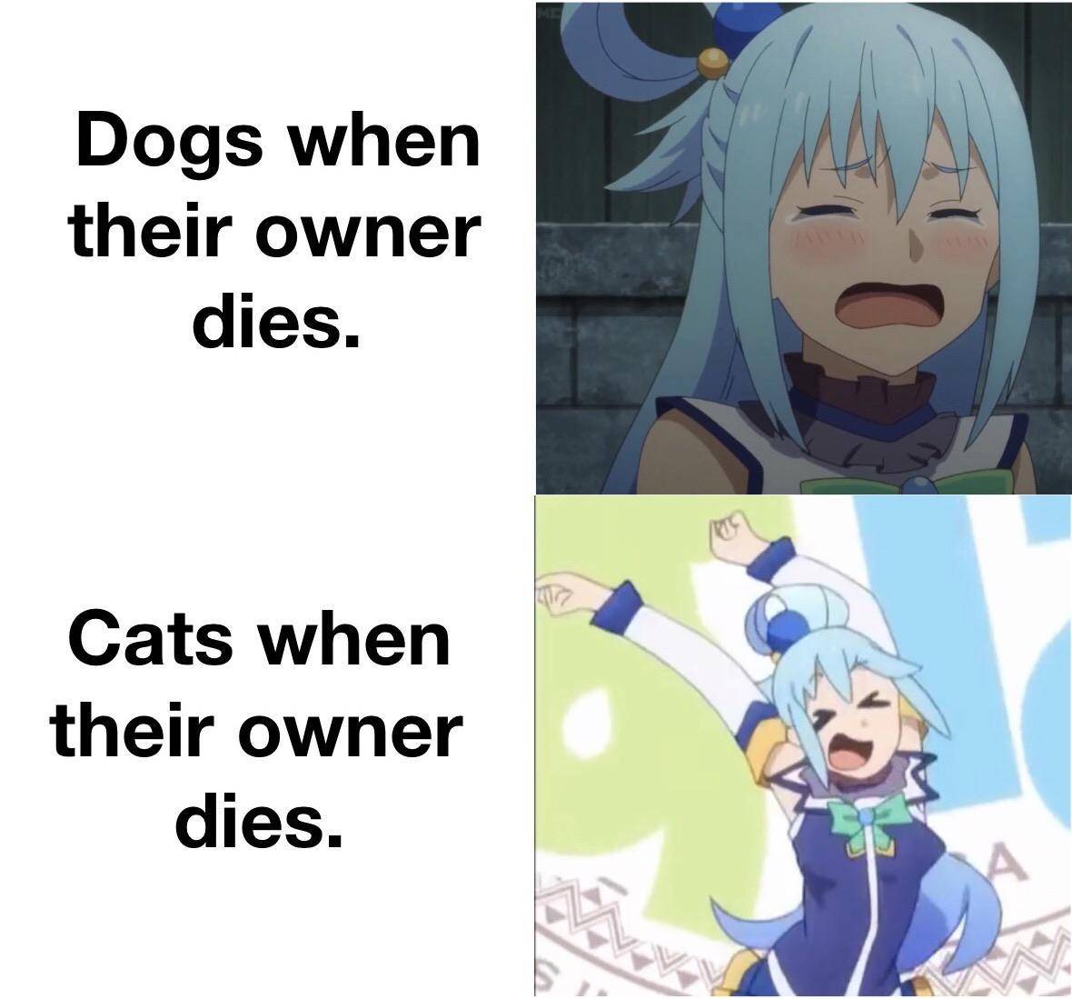 meme anime tentang kucing