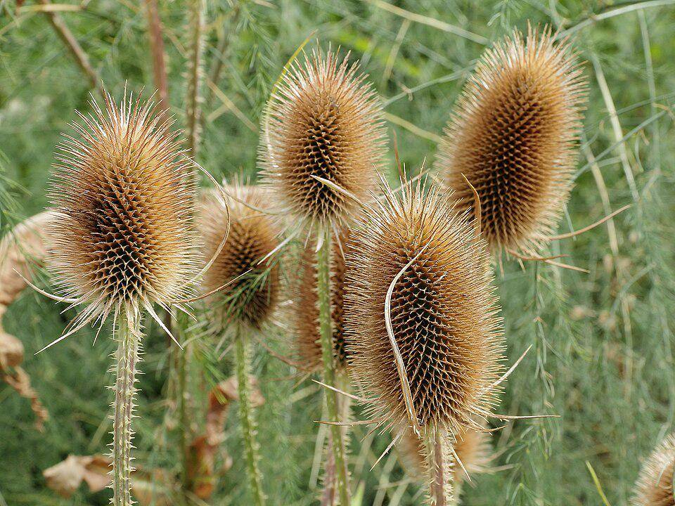 ilustrasi teasel liar