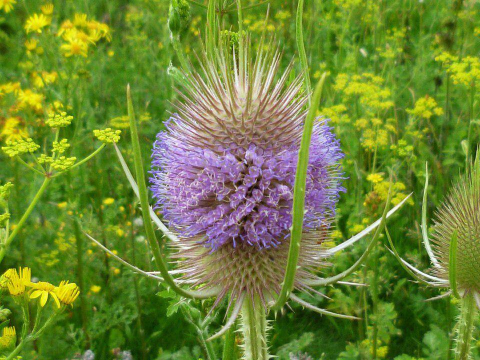 ilustrasi teasel liar