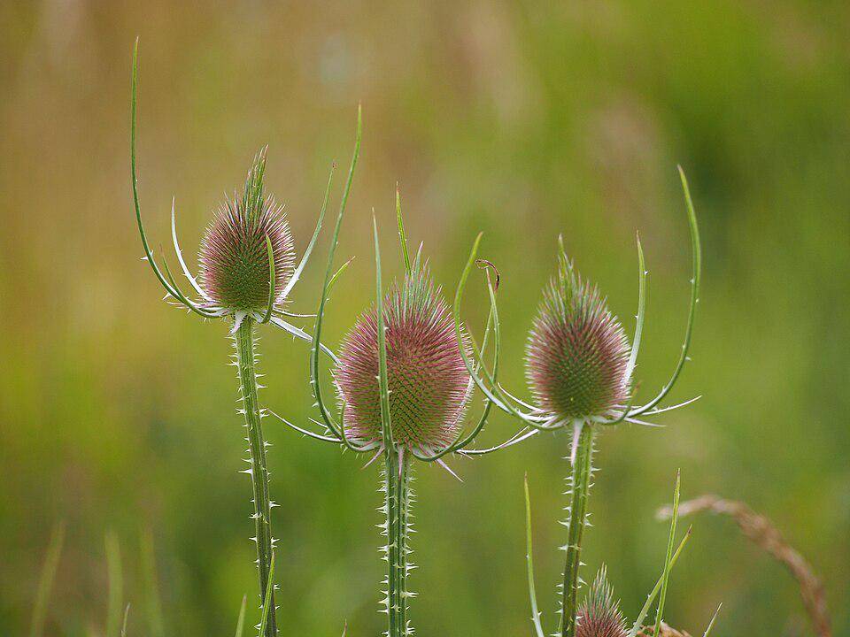 ilustrasi teasel liar