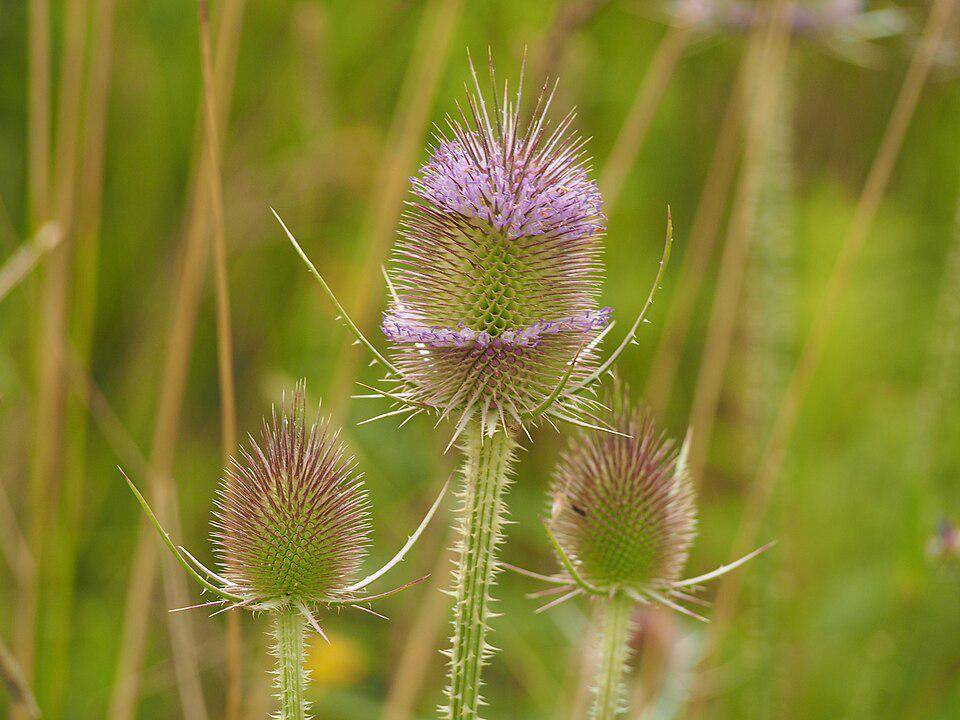 ilustrasi teasel liar