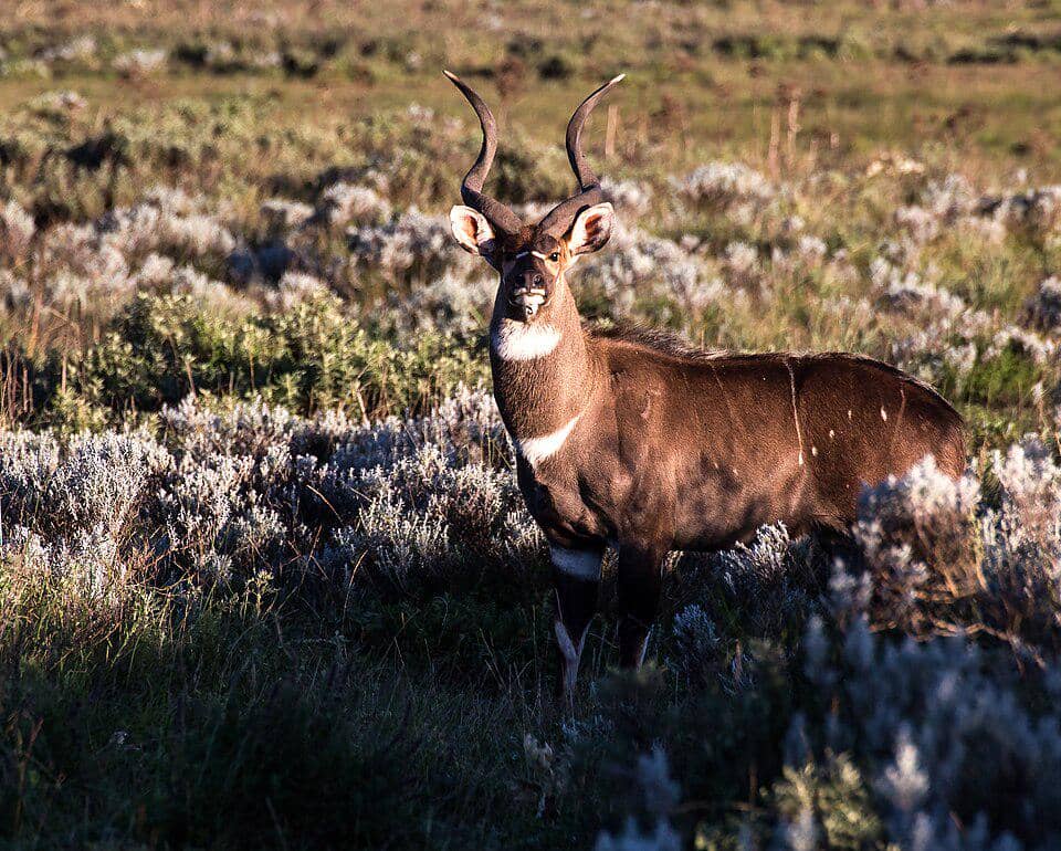 potret nyala gunung jantan yang sudah dewasa