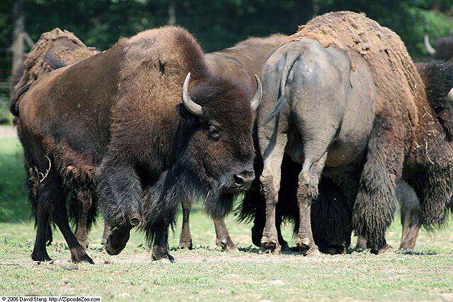 ilustrasi bison Amerika (commons.wikimedia/ David J. Stang)