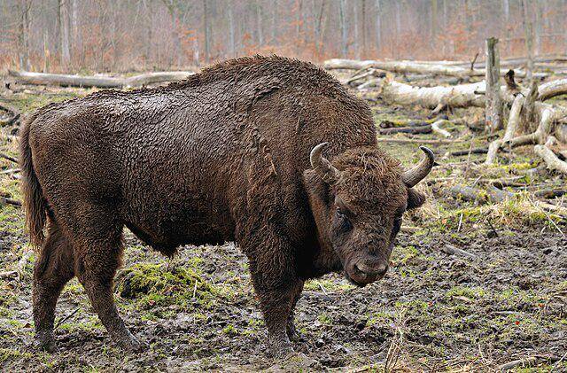 ilustrasi bison Amerika (commons.wikimedia/Michael Gäbler)