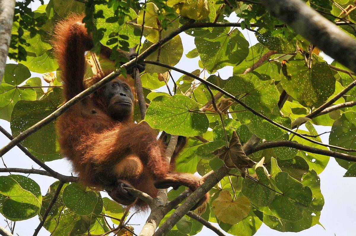 Orangutan Tapanuli