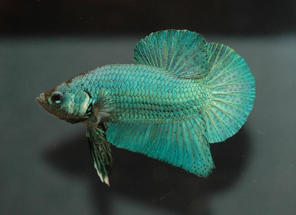 ikan cupang (commons.wikimedia.org/Daniella Vereeken)