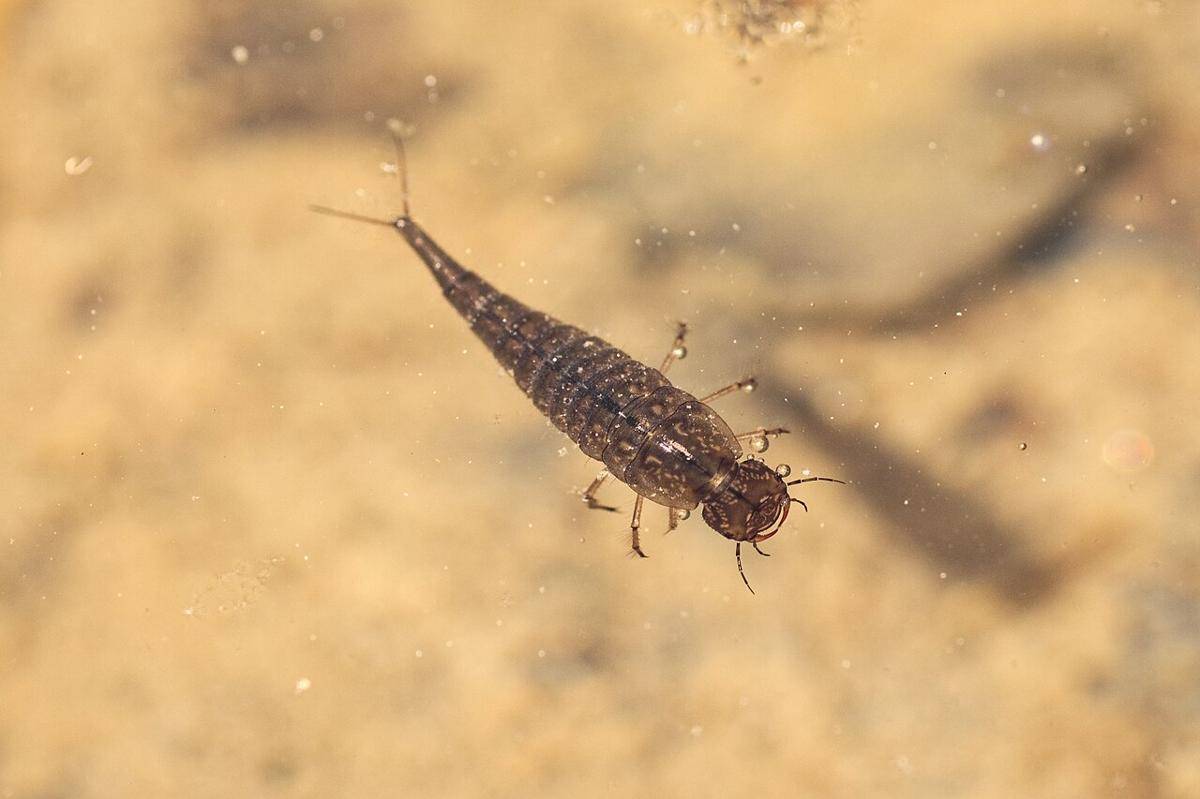 larva serangga (commons.wikimedia.org/Gower)