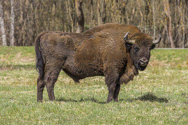 ilustrasi bison Amerika (commons.wikimedia/Charles J. Sharp)