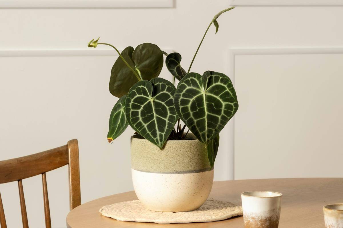 ilustrasi tanaman anthurium clarinervium (unsplash.com/feey)