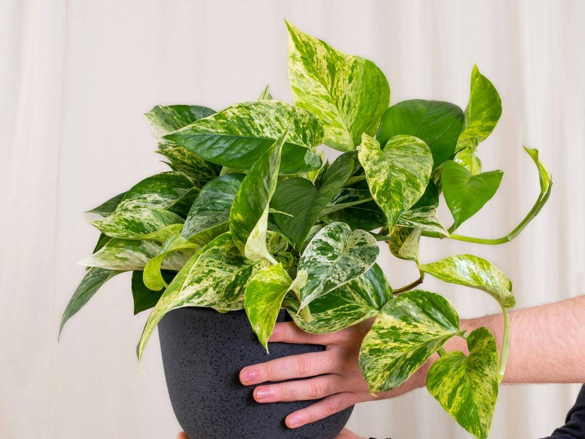 ilustrasi tanaman pothos (unsplash.com/feey)