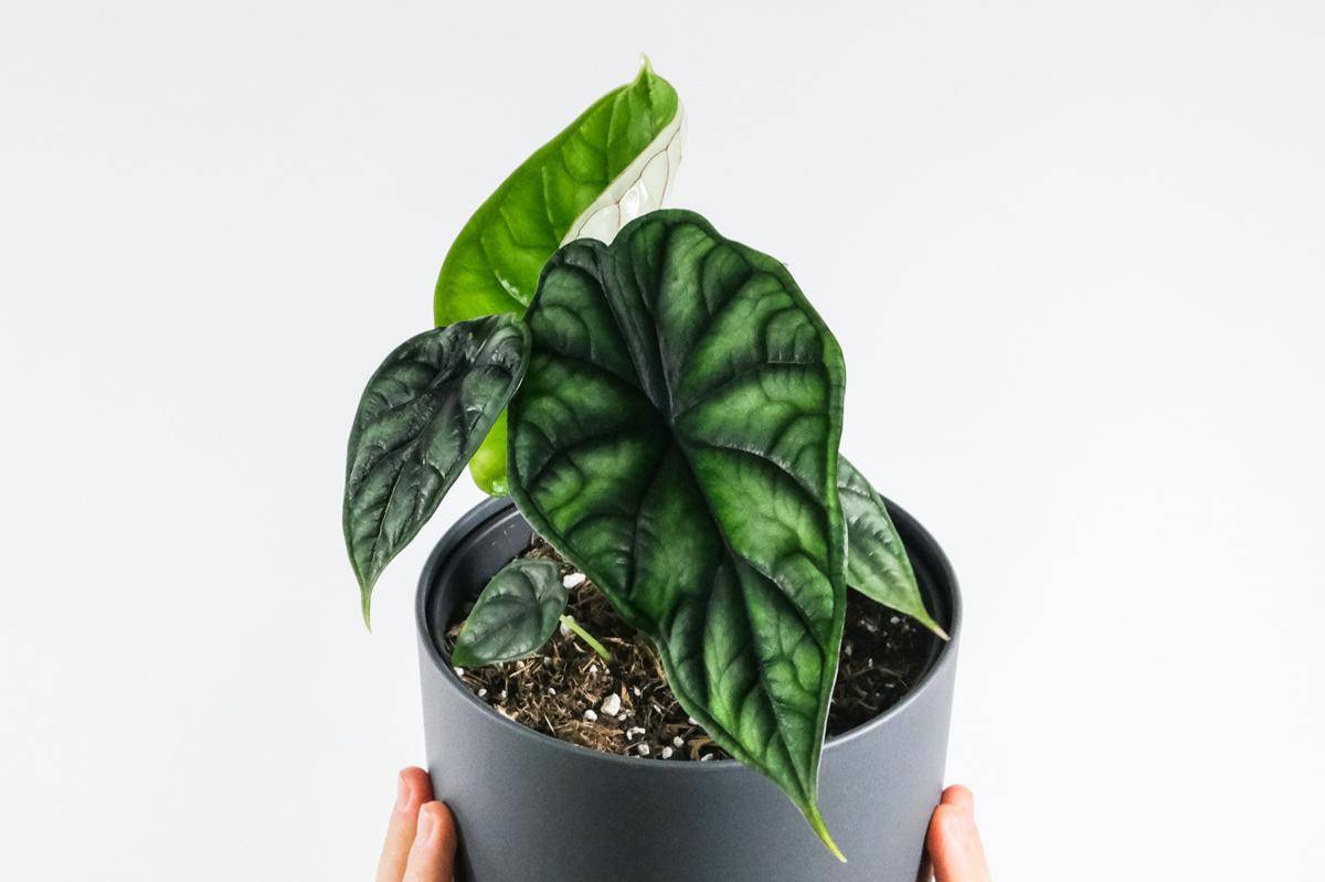 ilustrasi tanaman alocasia dragon scale (unsplash.com/feey)