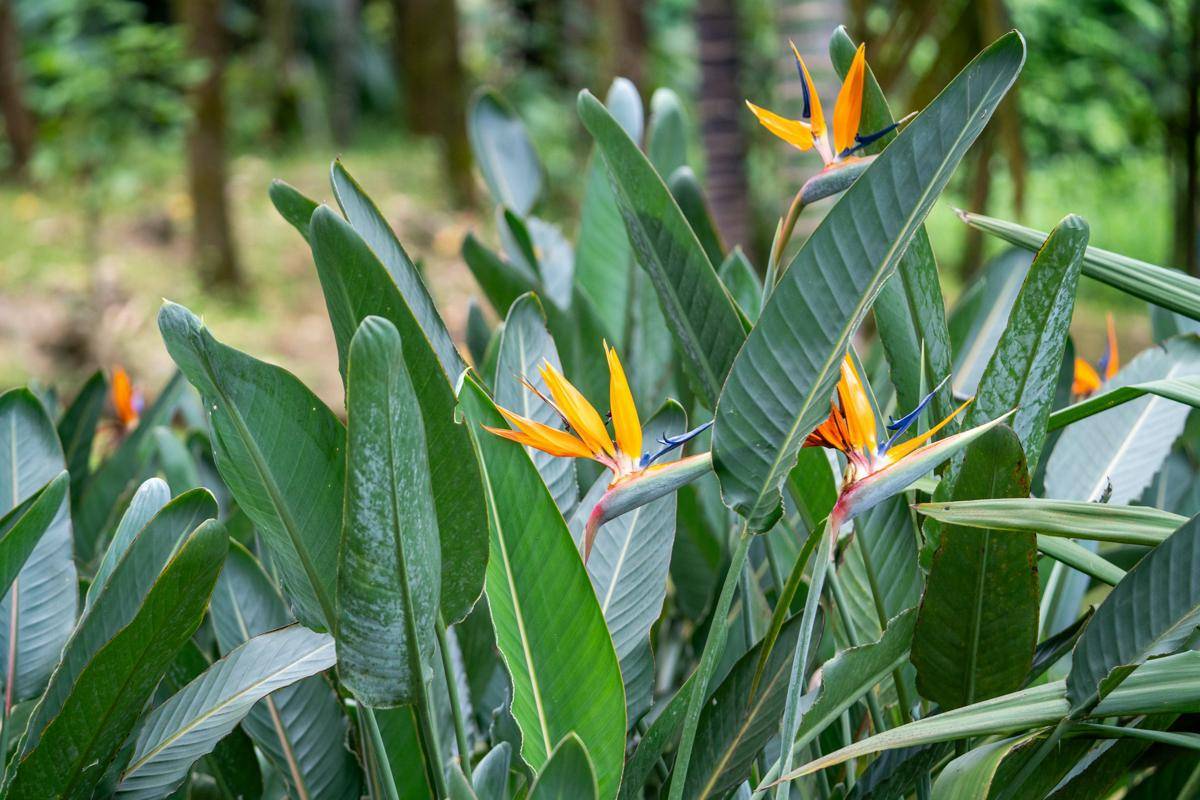 ilustrasi tanaman bird of paradise