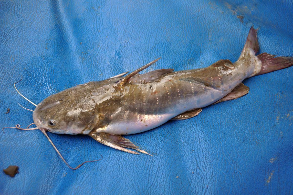 ikan manyung (commons.wikimedia.org/Wibowo Djatmiko)