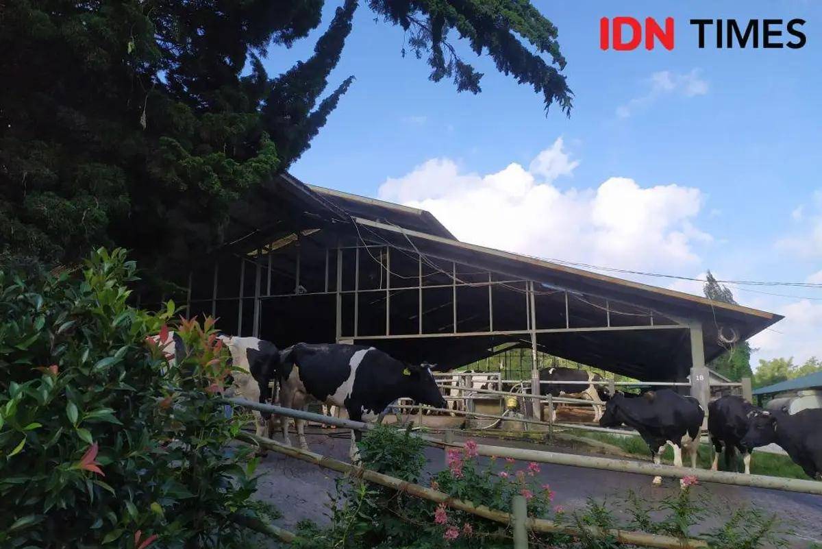 Gundaling Farmstead Berastagi (IDN Times/Masdalena Napitupulu)
