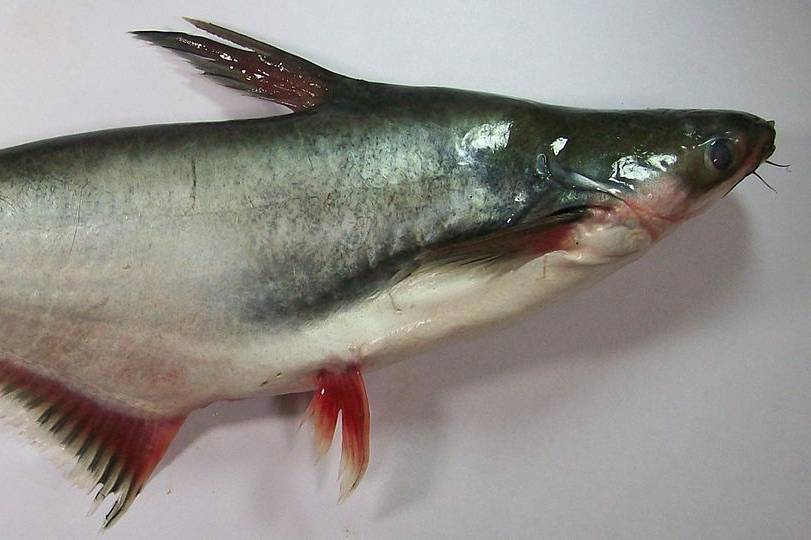 ikan patin (commons.wikimedia.org/Staticd)
