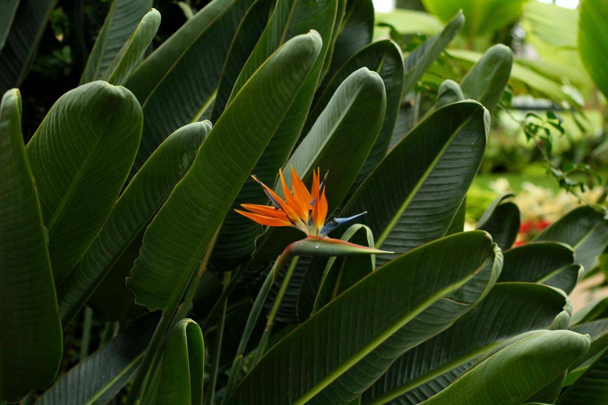 ilustrasi tanaman bird of paradise