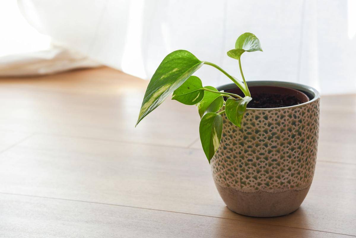ilustrasi Golden pothos (unsplash.com/@photoeme)