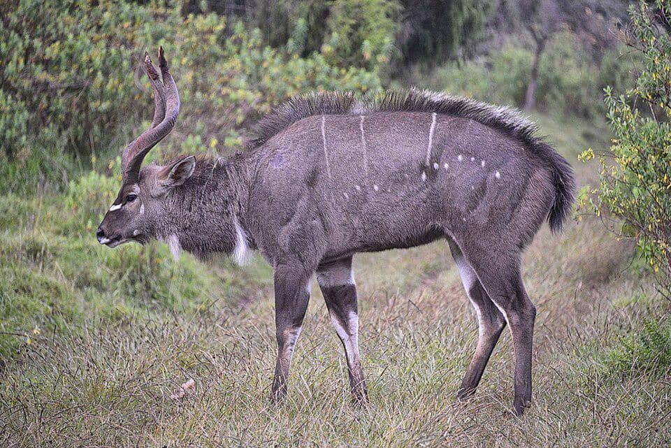 Nyala gunung sering diburu secara ilegal demi beberapa bagian tubuh mereka.
