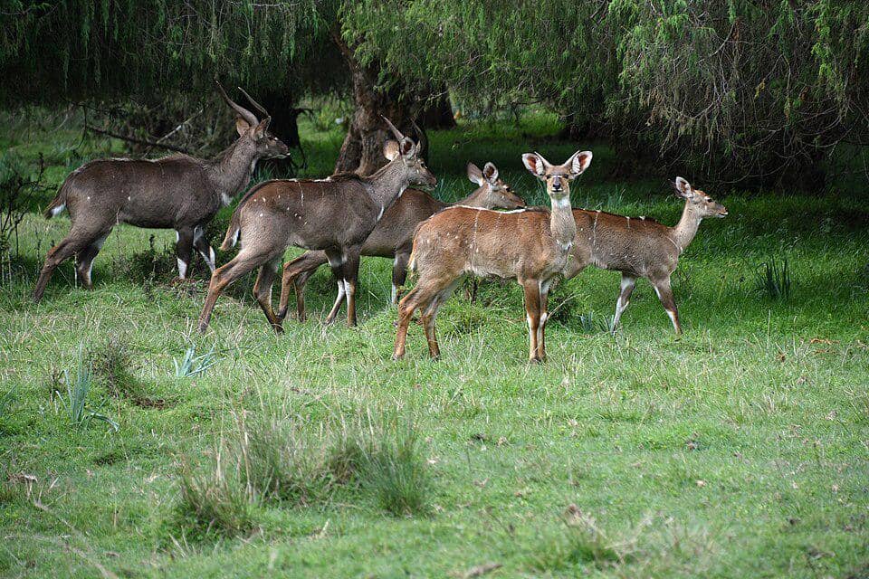 kelompok nyala gunung