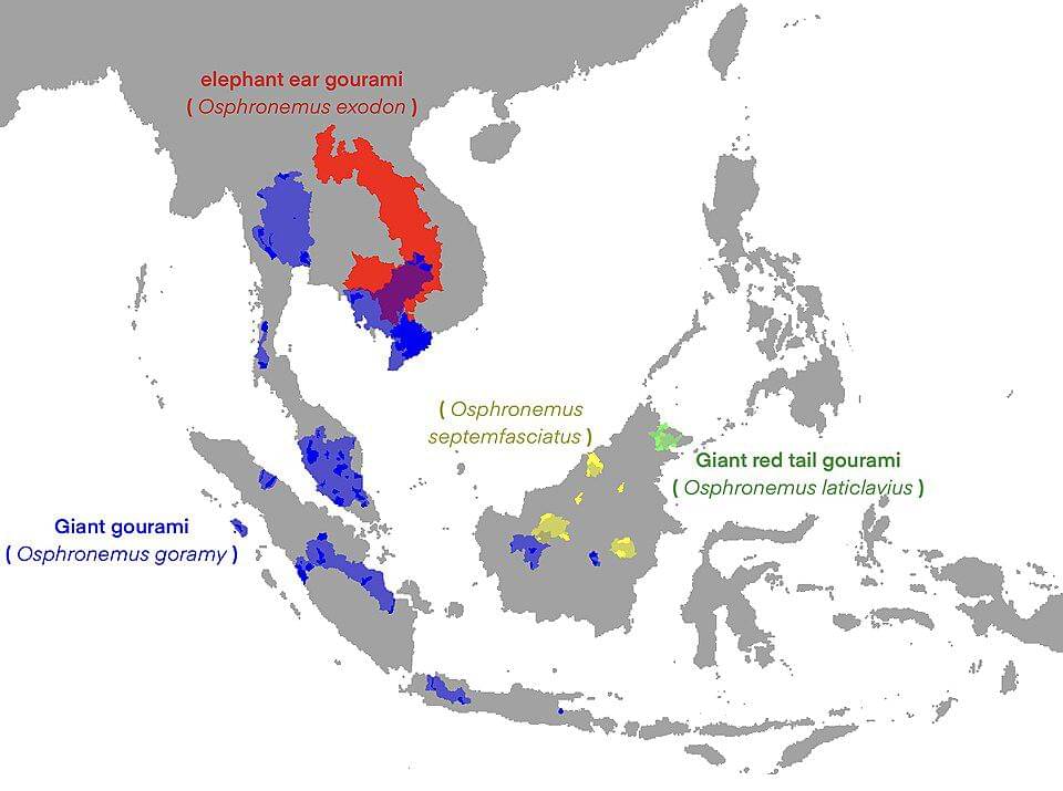 Ini peta persebaran ikan gurami dengan warna hijau mewakili persebaran gurami ekor merah.