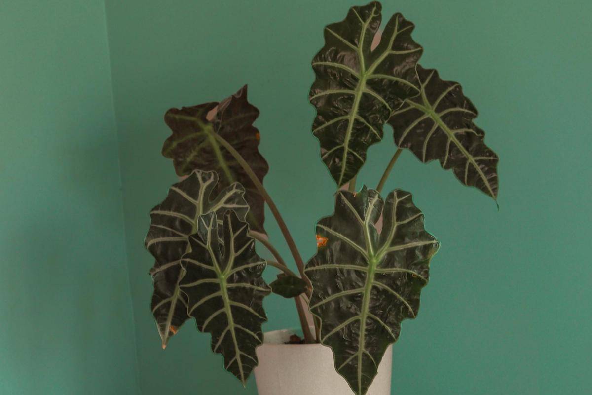 ilustrasi tanaman alocasia polly (pexels.com/Fadime Demirtaş)