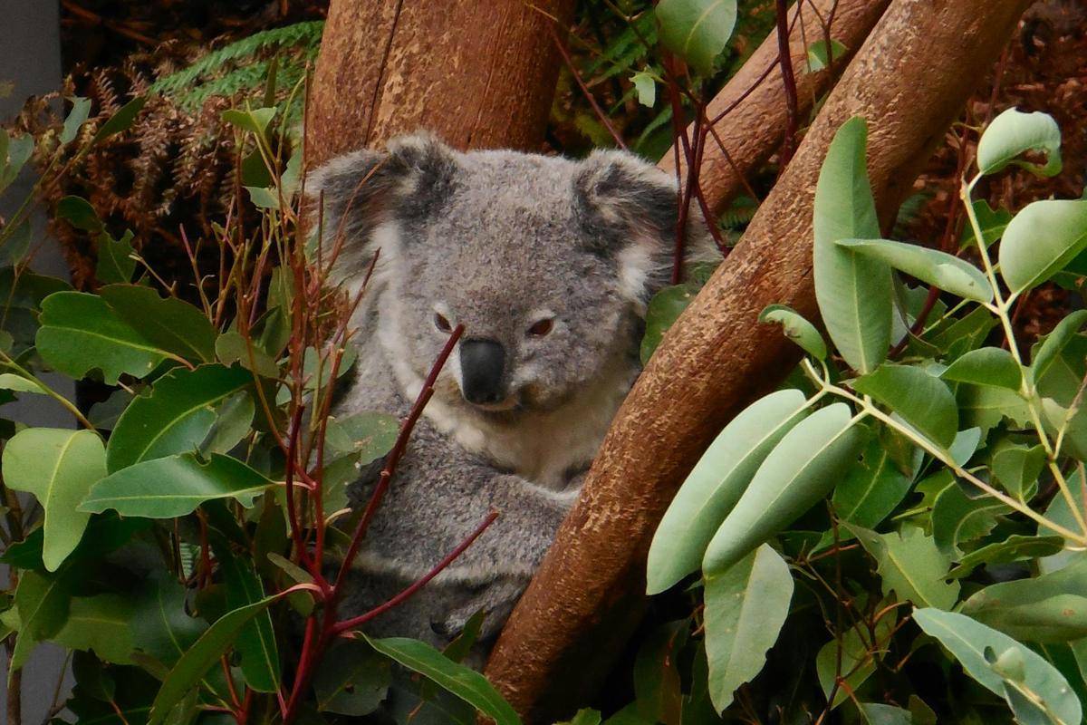 ilustrasi koala (pexels.com/Pixabay)