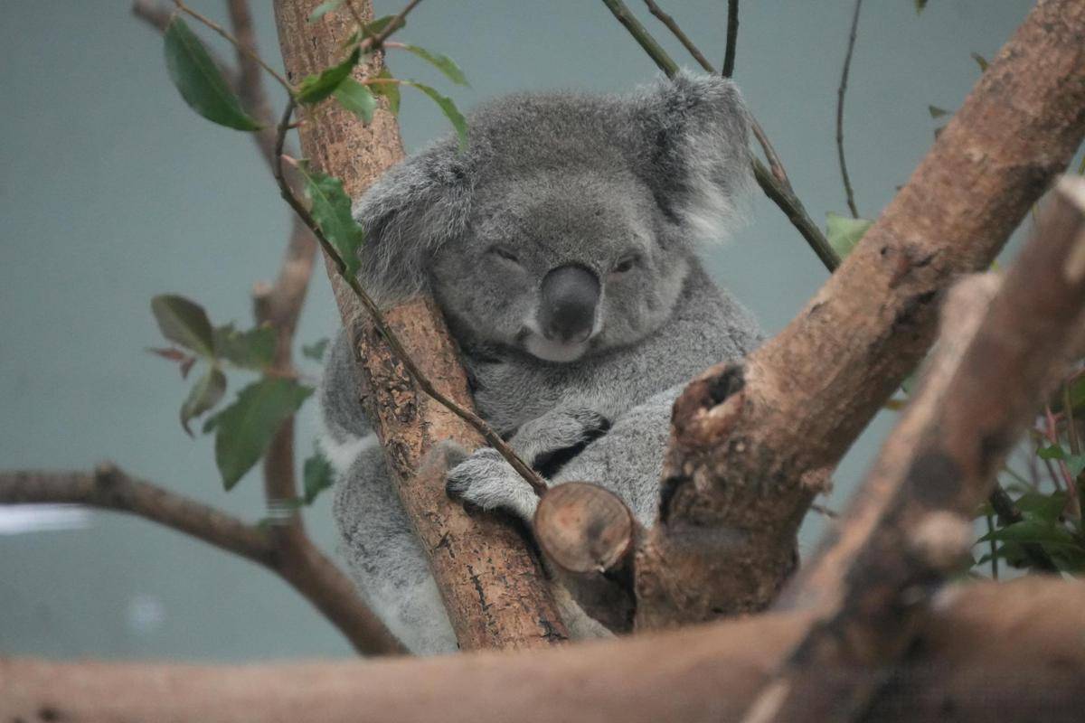 ilustrasi koala (pexels.com/Snow Chang)