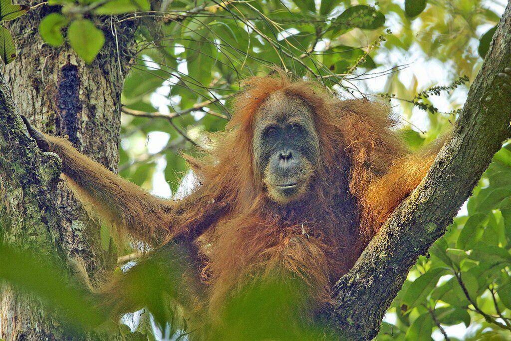Orangutan Tapanuli