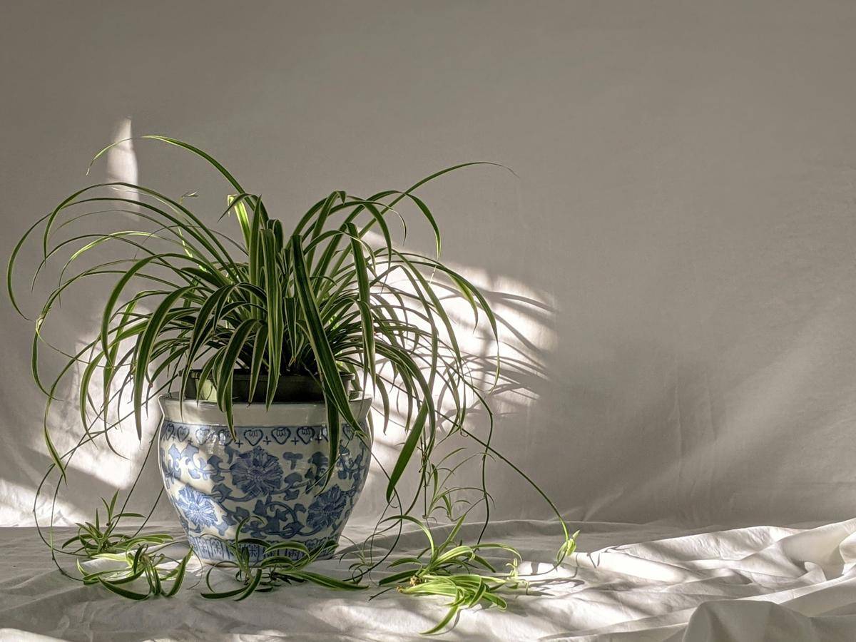 ilustrasi spider plant (unsplash.com/@susan_wilkinson)