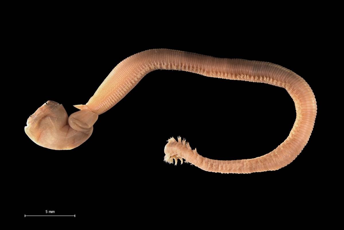 cacing darah (commons.wikimedia.org/Hans Hillewaert)
