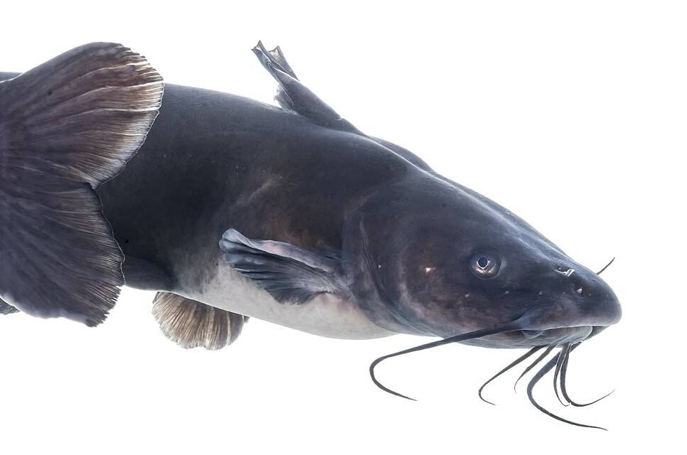 ikan lele (commons.wikimedia.org/USFWS Mountain Prairie)