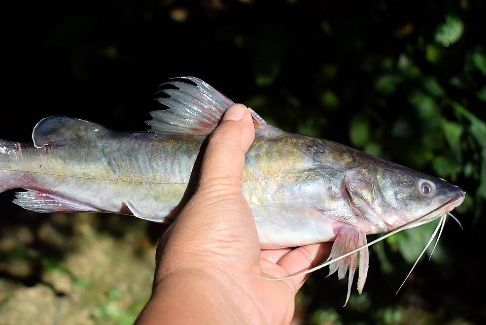 ikan baung (commons.wikimedia.org/Wibowo Djatmiko)