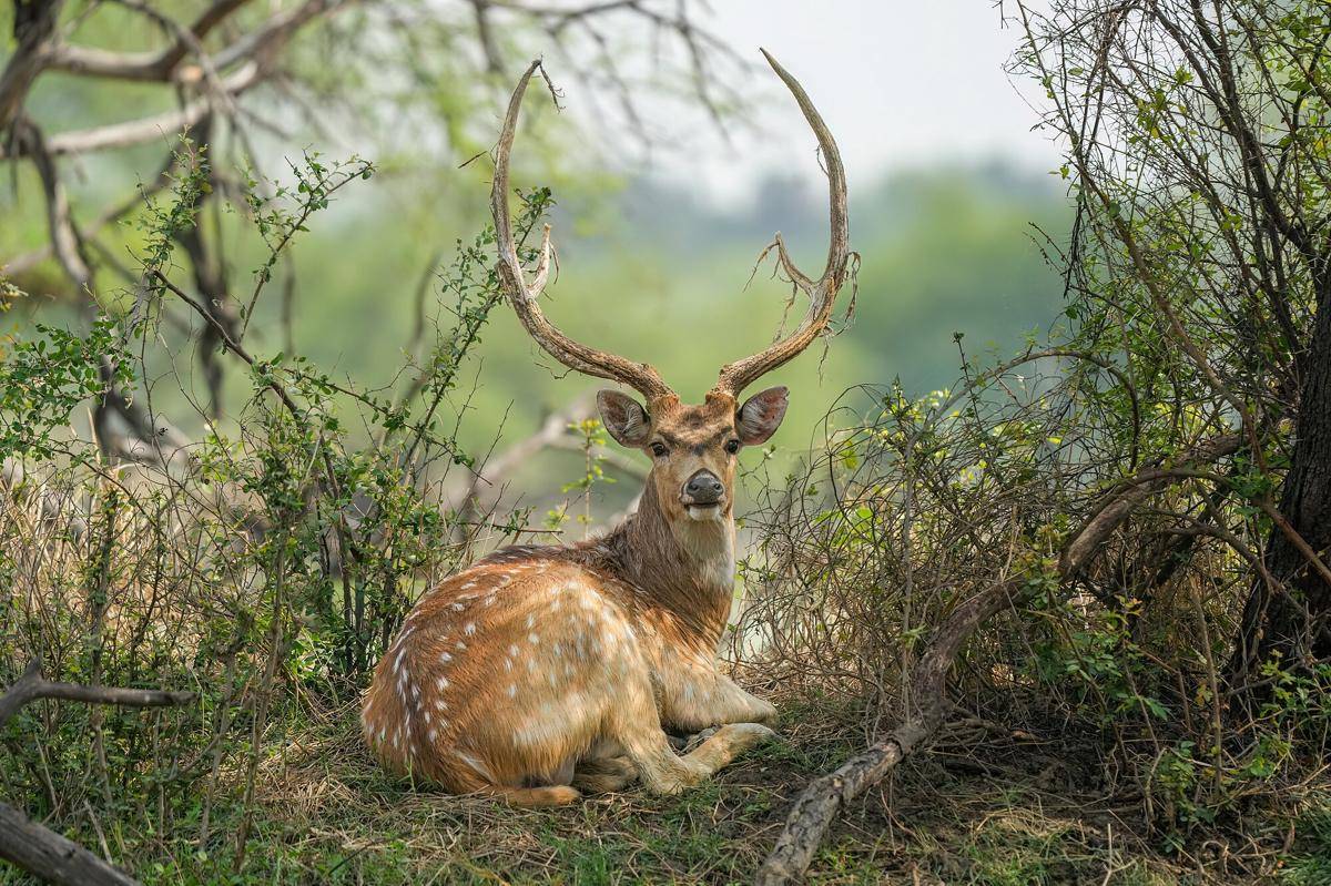 Rusa Axis
