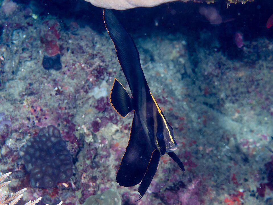 Ikan Kelelawar Pinnate