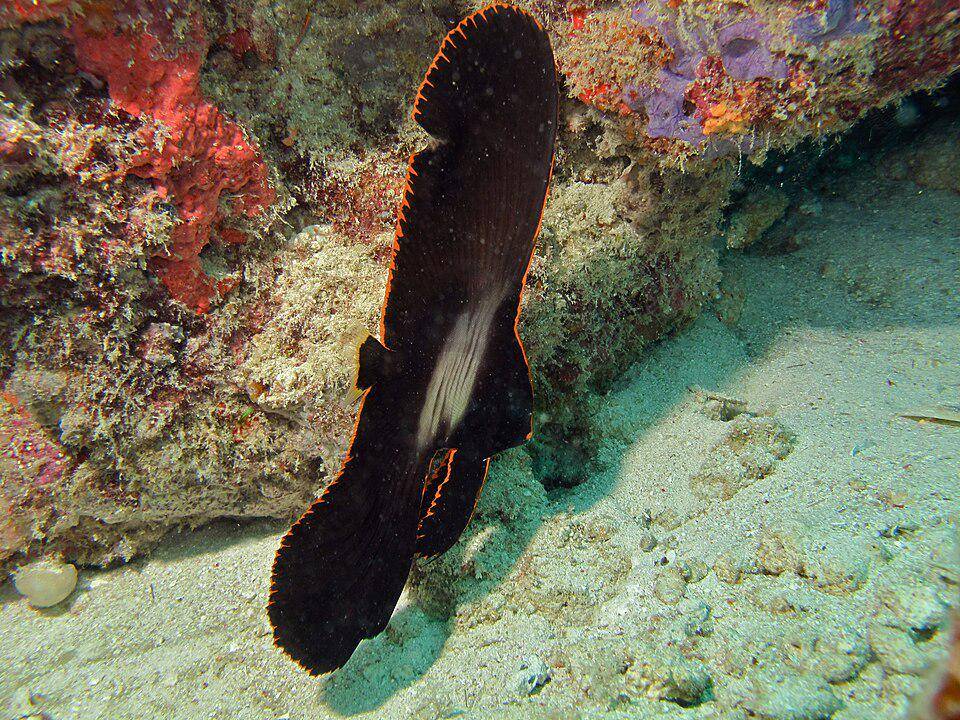 Ikan Kelelawar Pinnate