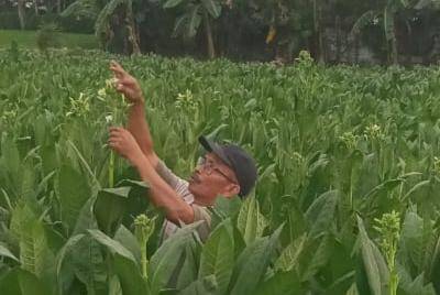 Petani tembakau di Ngawi tengah memanen hasil kebunnya. IDN Times/Riyanto.
