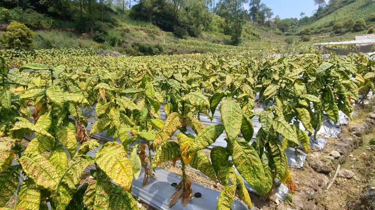 Tanaman tembakau di desa Getasanyar Kecamatan Sidorejo Magetan. IDN Times/Riyanto.