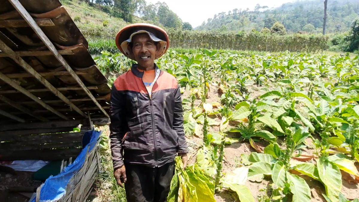 Suyono, petani tembakau yang sudah menekuni profesi sejak 1979. IDN Times/Riyanto.